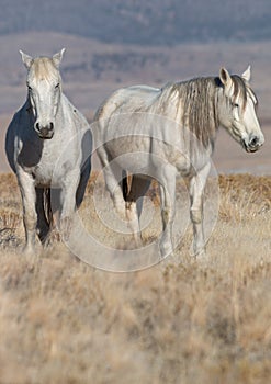 Majestic Wild Horses in the Utah desert