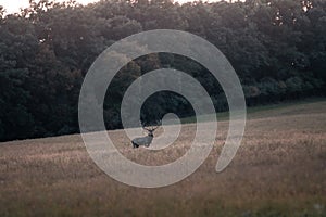 Majestic Wild red deer (cervus elaphus) during rut in wild autumn