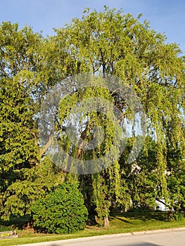 Majestic Willow Tree Sunset