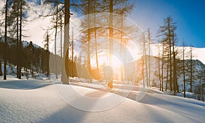 Majestic winter landscape. frosty pine tree under sunlight at sunset. christmas holiday concept, unusual wonderful landscape. fant