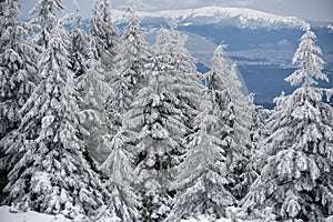 Majestic winter landscape. Snow-covered spruce trees