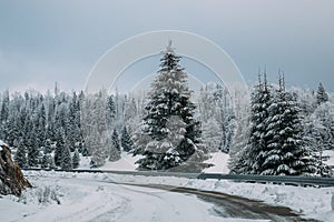 Majestic winter landscape with snowy fir trees.  Winter postcard