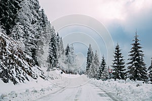 Majestic winter landscape with snowy fir trees.  Winter postcard