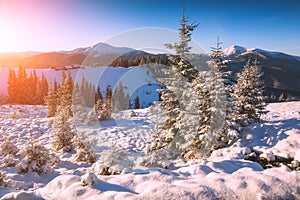 Majestic winter in ukrainian Carpathians