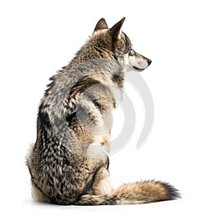 Majestic Wolf Sitting Isolated on White