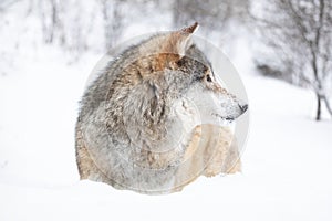 Majestic Wolf in Snowy Scandinavian Landscape