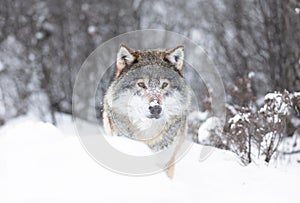 Majestic Wolf in Snowy Scandinavian Wilderness