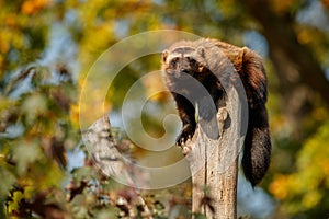 Majestic wolverine hang on a tree in front of the colourful background