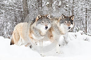 Majestic Wolves in Snowy Scandinavian Wilderness