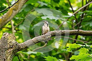 Majestic woodpecker perched on a lush green tree branch, surrounded by vibrant foliage