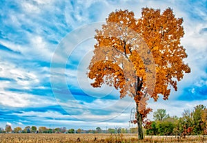 Majestic Yellow and Orange Fall Time Hickory Tree