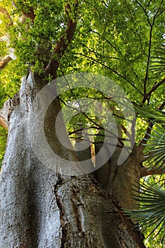 Majestic Zelkova carpinifolia