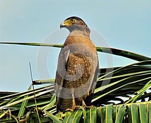 A majestical looking Crested Serpent Eagle reconnoitering, perched on a coconut tree.