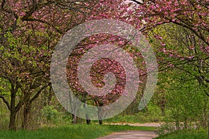 Majestically blossoming cherry trees in a sunny park. Sakura Cherry blossom alley. Wonderful scenic park.