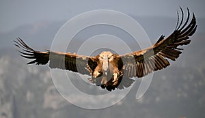 A majestid griffon vulture in spanin