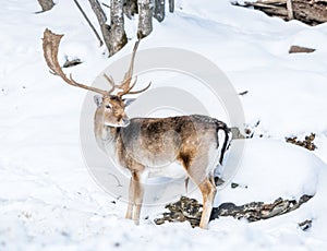 Majestuous Male Fallow Deer in the Snow.