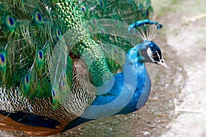 Majesty of colors by Peacock head