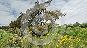 The majesty of the great tree stands out above the forest photo