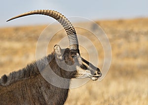 Majetic sable antelope