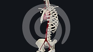 Major arteries of the body · Aorta · Head and neck arteries · Torso arteries · Abdomen arteries · Arteries of the arms