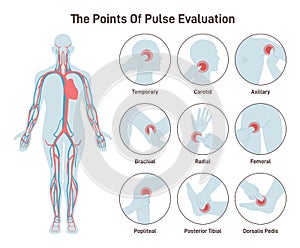 The major arteries and pulse points on human body. Heartbeat evaluation