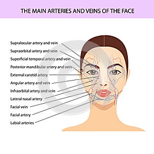 Major arteries and veins of the face. vector medical illustration