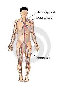 Major blood vessels for central line insertion