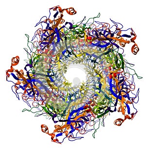 Major Capsid Protein of Human Papilloma Virus photo