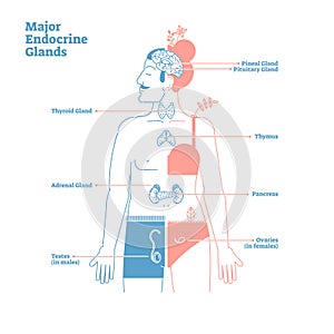 Major Endocrine Glands, Vector Illustration Diagram. Human Body Hormones.