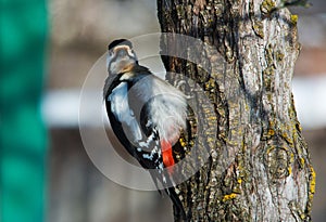 Major european woodpecker on a tree trunk. Close up