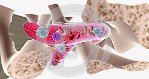 The major function of bone marrow is to produce blood cells