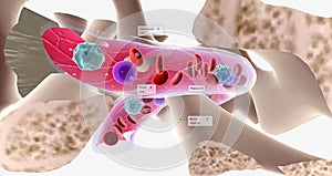 The major function of bone marrow is to produce blood cells