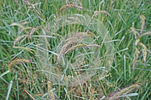 Major grass weed in rice production field