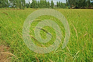 Major grass weed in rice production field