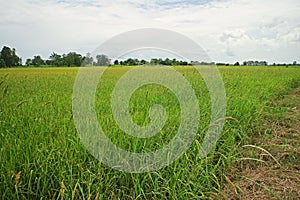 Major grass weed in rice production field