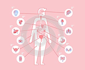 Major human body internal organs inside anatomical structure infographic template medical and healthcare concept flat