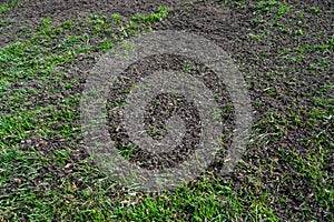 Major lawn repair and reseeding project, fresh seeds and rich topsoil in a green lawn photo