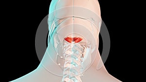 Major and minor rectus capitis posterior  muscles anatomical position on human body