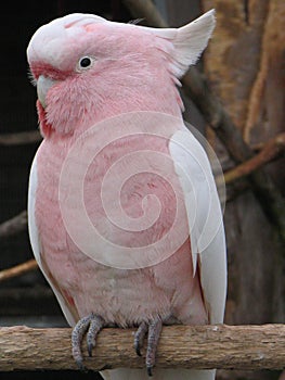 Major Mitchell Cockatoo