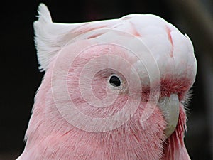 Major Mitchell Cockatoo