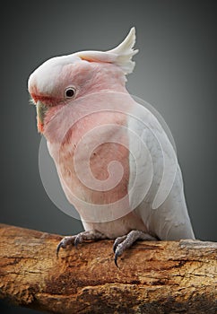 Major mitchell cockatoo