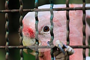 Major mitchell cockatoo behind cage