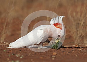 Major mitchell cockatoo feeding