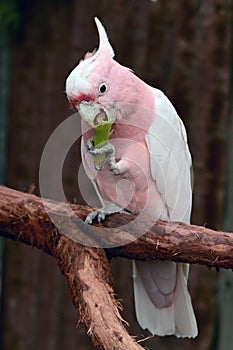 Major Mitchell Cockatoo full length