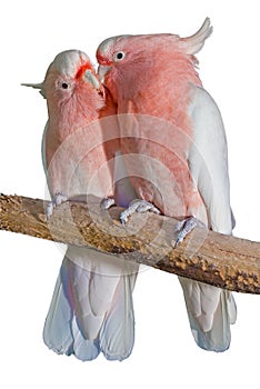 Major Mitchell cockatoos