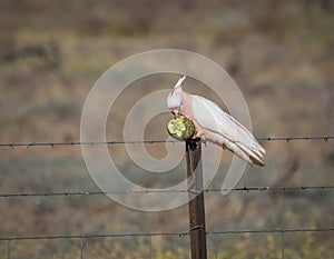 A Major Mitchell or Pink Cockatoo gripping and eating a melon
