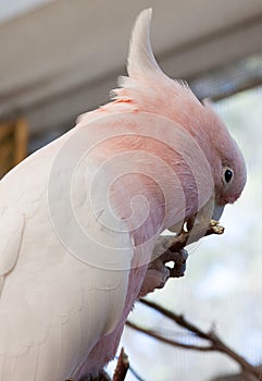 Major Mitchell`s cockatoo