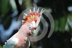 Major Mitchell Cockatoo photo