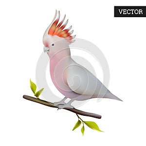 Major Mitchell\'s cockatoo isolated on a white background. Realistic (Lophochroa leadbeateri) bird of Australia.