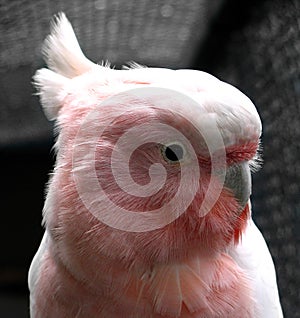 Major Mitchell\'s cockatoo (Loophochroa leadbeateri)